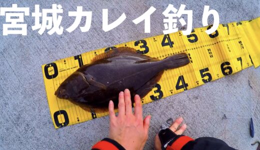 【10月から5月】宮城県のカレイ投げ釣りについて。場所は？餌は？時期は？